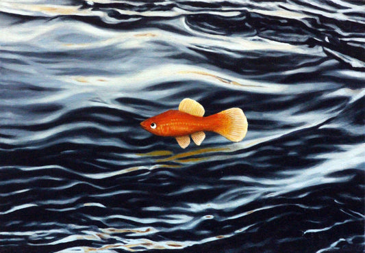 Fish Out Of Water, Fine Art Print