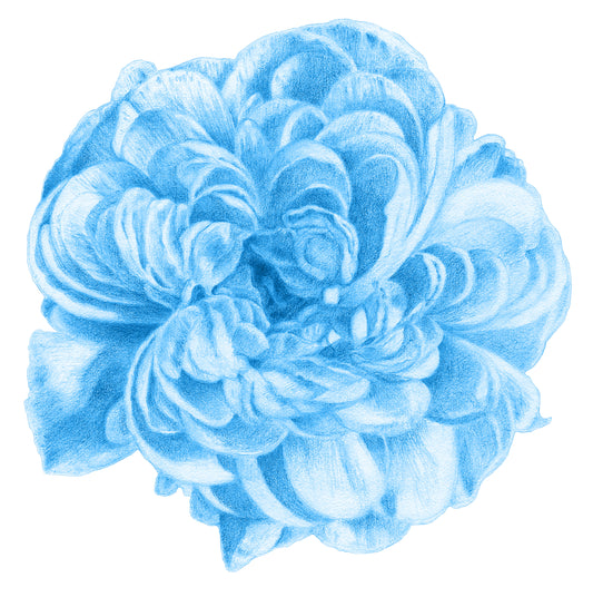 Baby Blue Fine Art Print